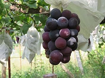 Muscat Grape Fruit Seeds for Planting - Garden Seeds for Home, Heirloom Seeds, GMO free
